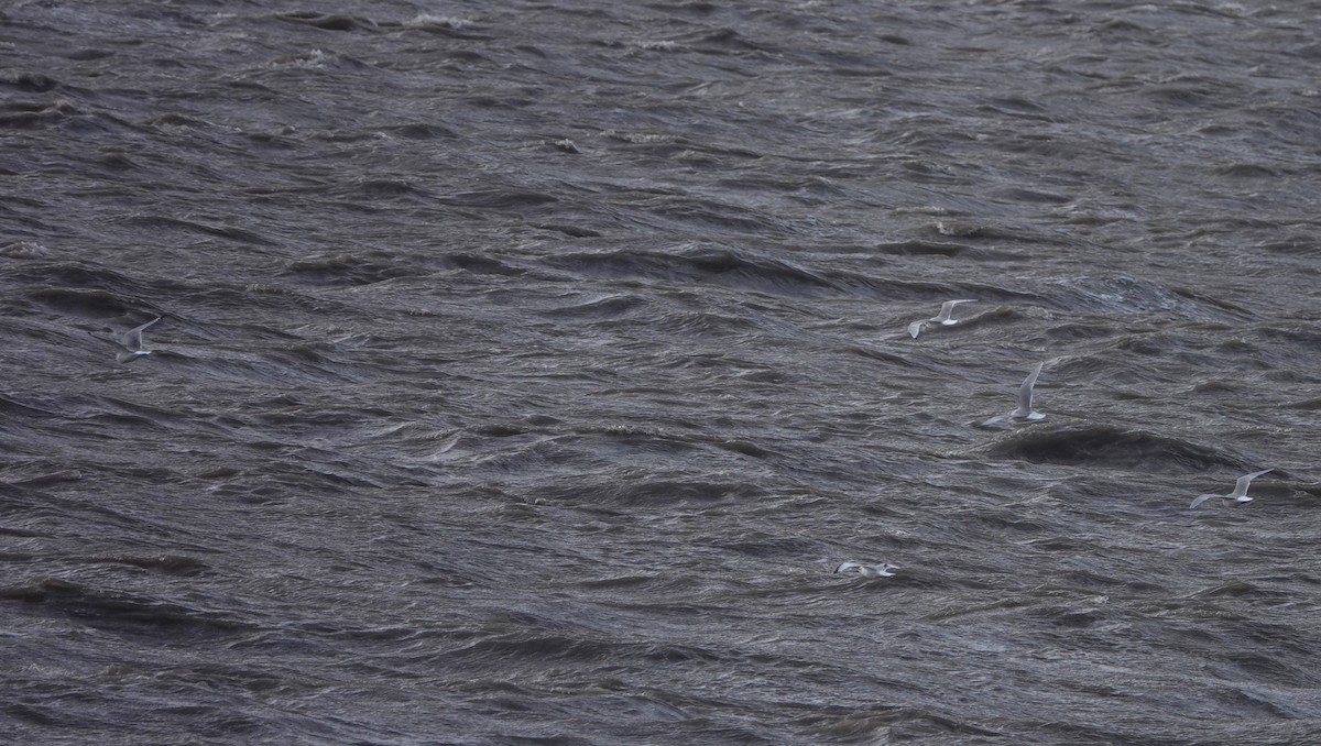 Black-legged Kittiwake - ML641934012