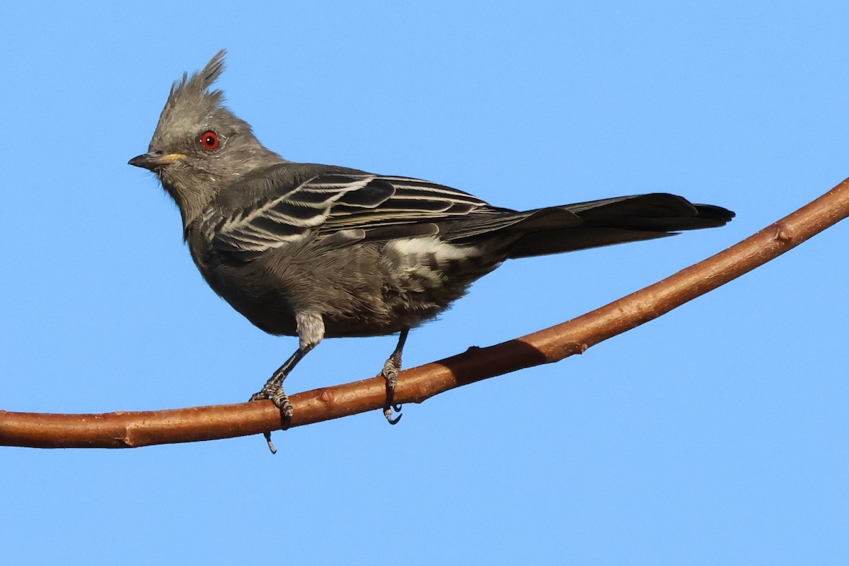 Phainopepla - ML641934013