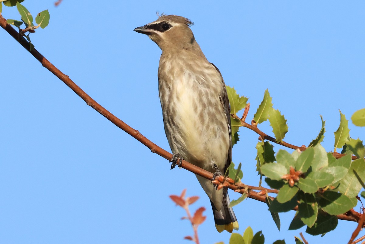 Cedar Waxwing - ML641934020
