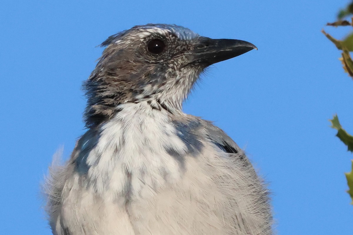 California Scrub-Jay - ML641934025
