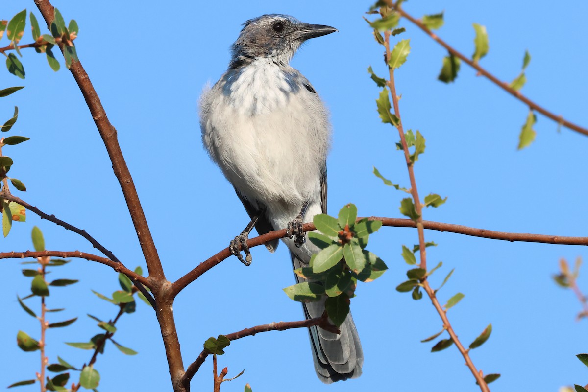 California Scrub-Jay - ML641934026