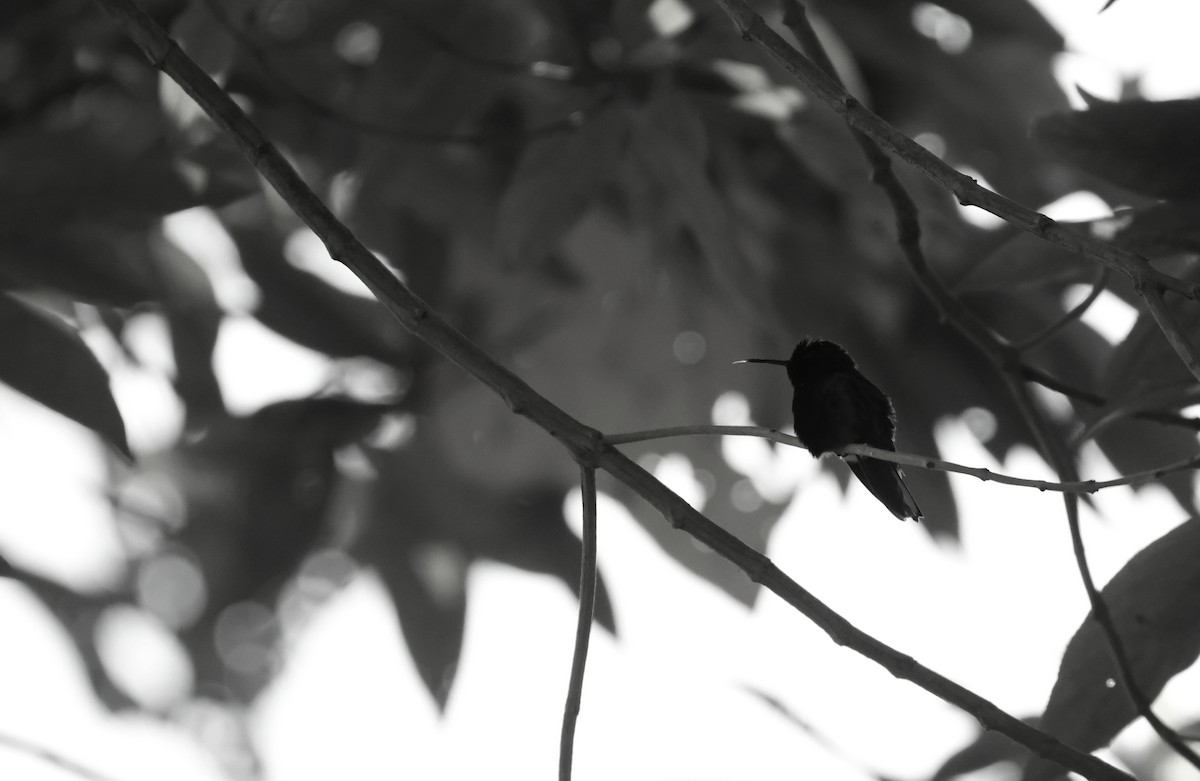 Black-bellied Hummingbird - ML641934040