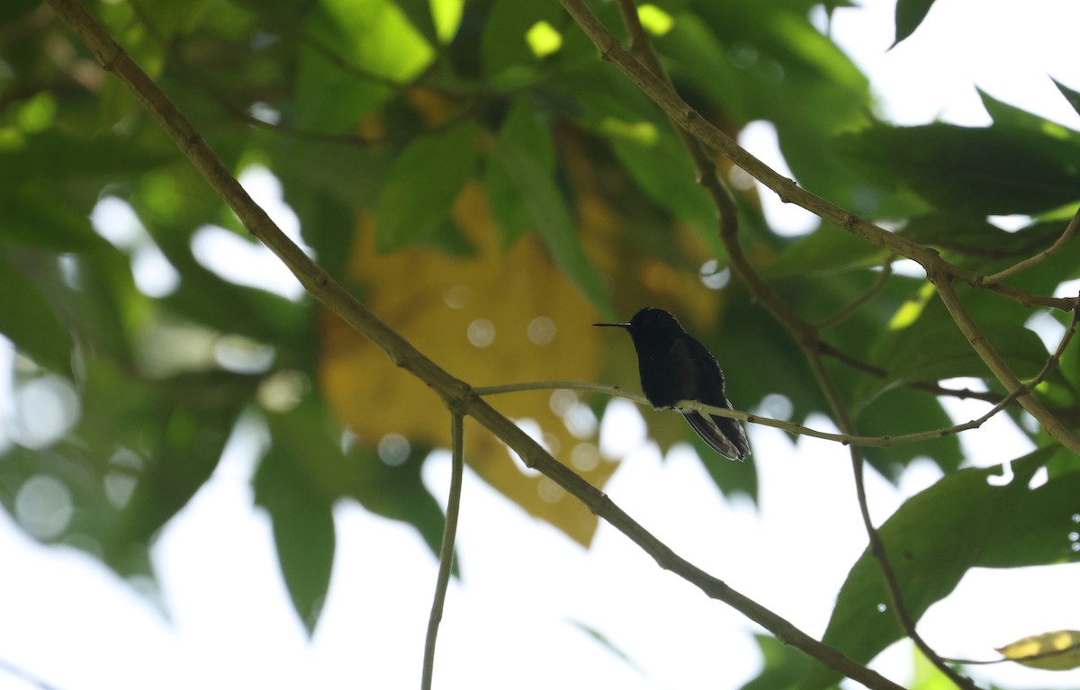 Black-bellied Hummingbird - ML641934044