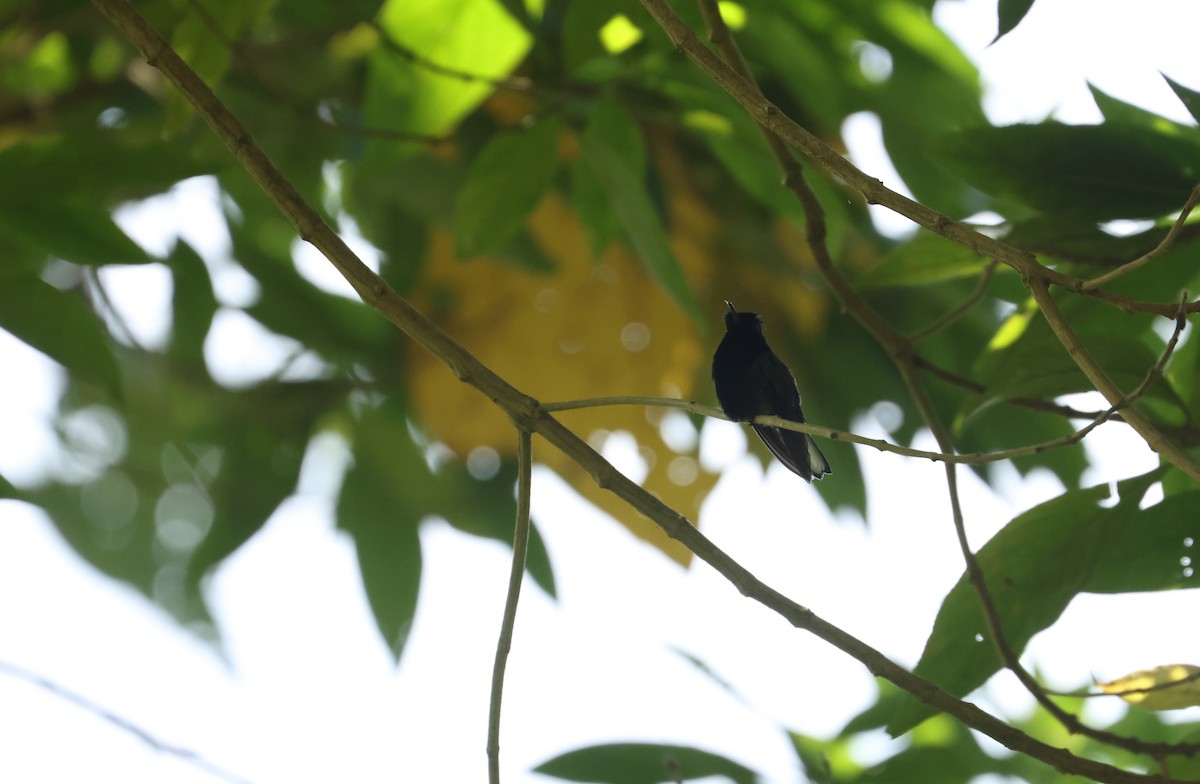Black-bellied Hummingbird - ML641934046