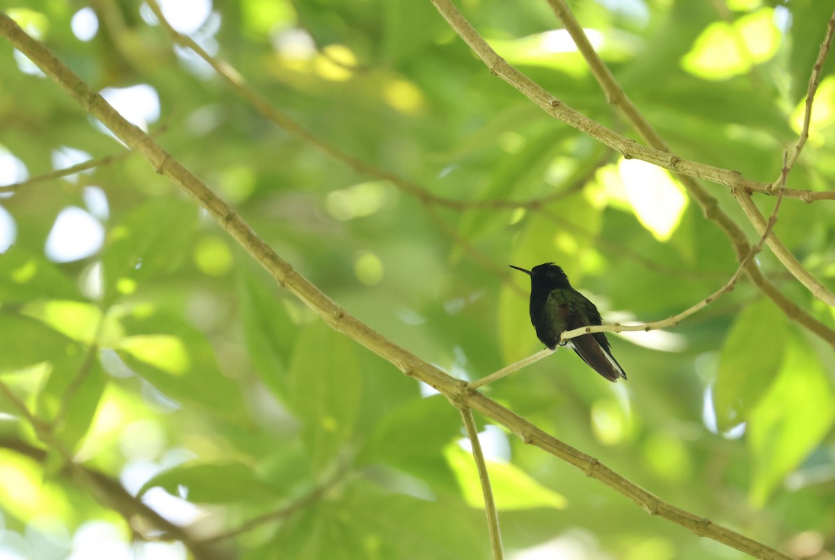 Black-bellied Hummingbird - ML641934050