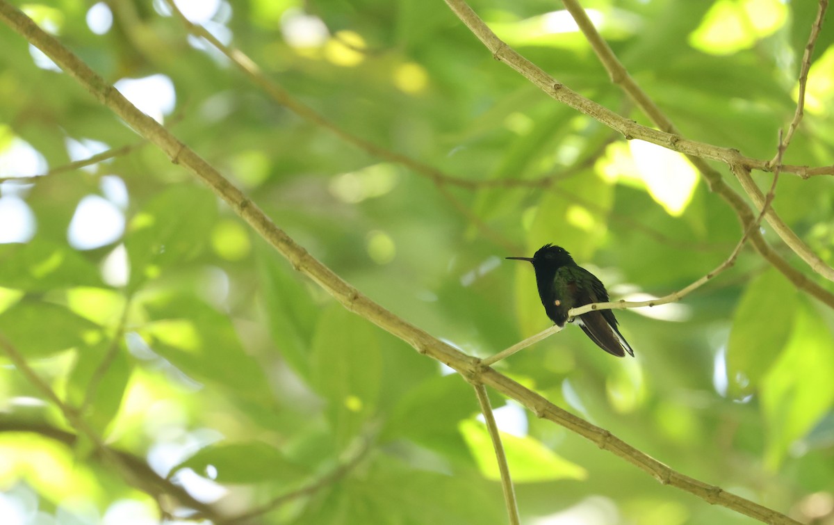 Black-bellied Hummingbird - ML641934060