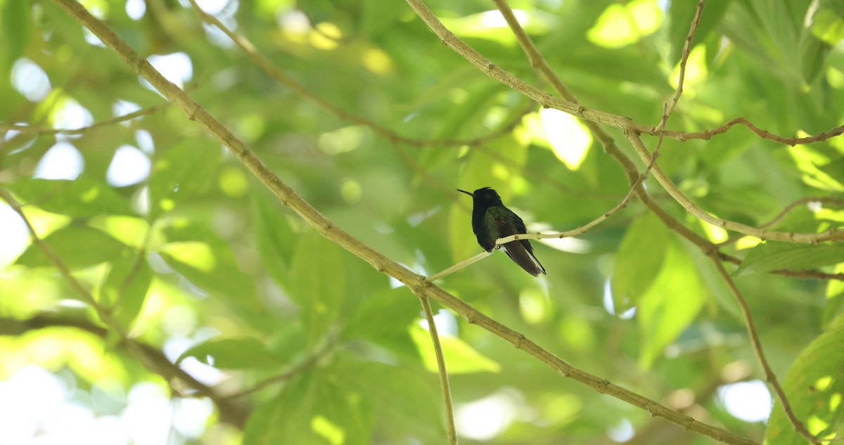 Black-bellied Hummingbird - ML641934063