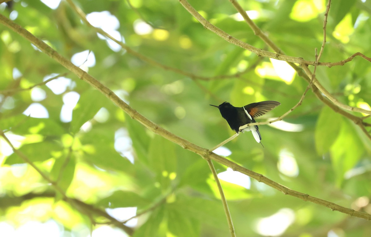 Black-bellied Hummingbird - ML641934065
