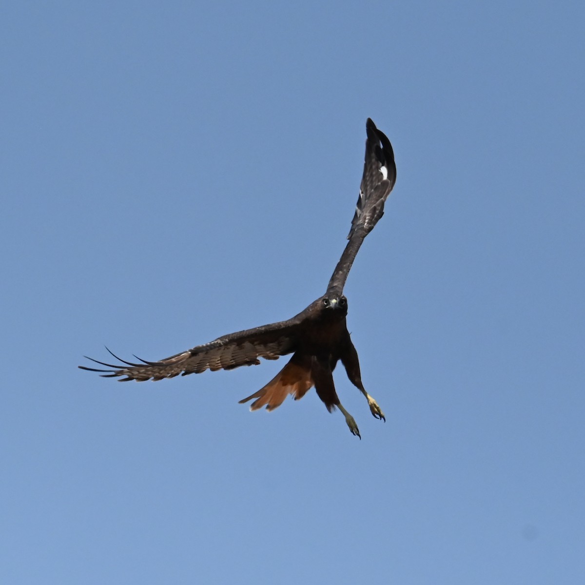 Red-tailed Hawk - ML641934069