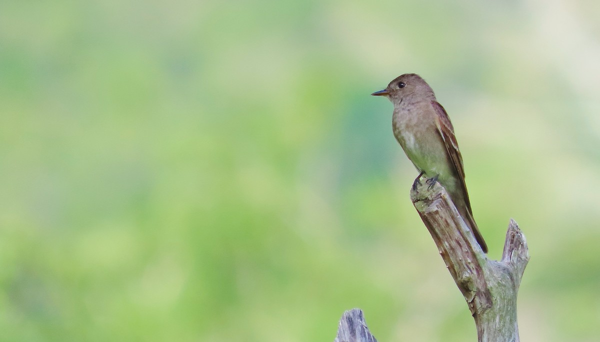 Western Wood-Pewee - ML641934071