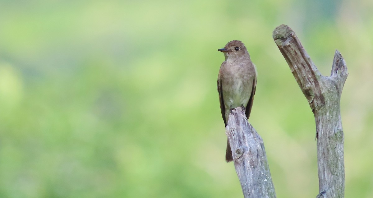 Western Wood-Pewee - ML641934072