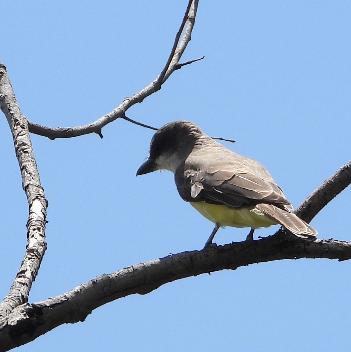 Thick-billed Kingbird - ML641934080