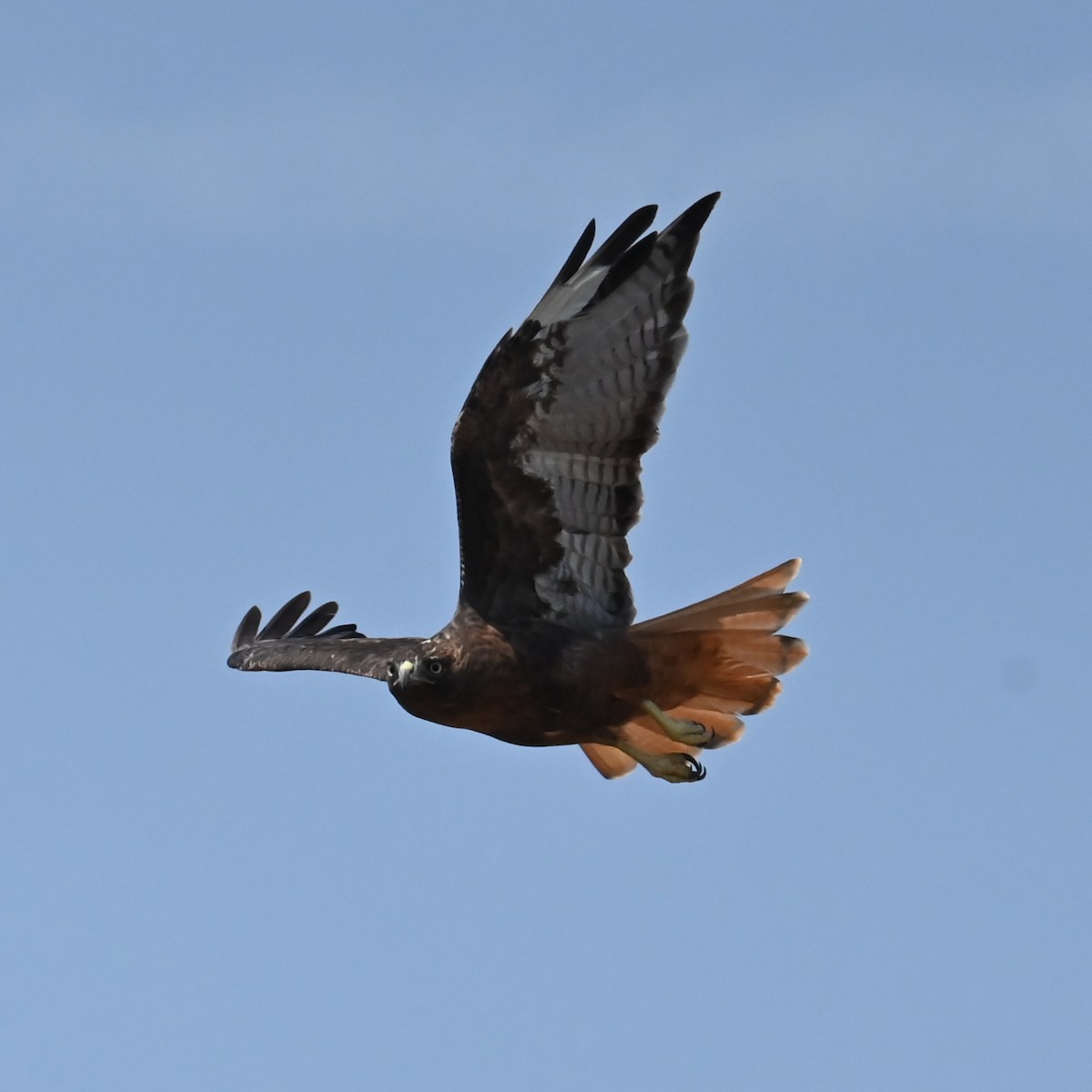 Red-tailed Hawk - ML641934082