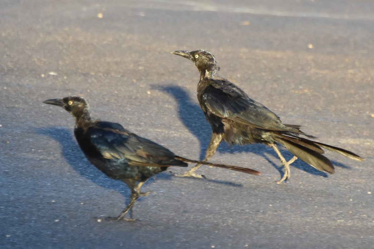 Great-tailed Grackle - ML641934087
