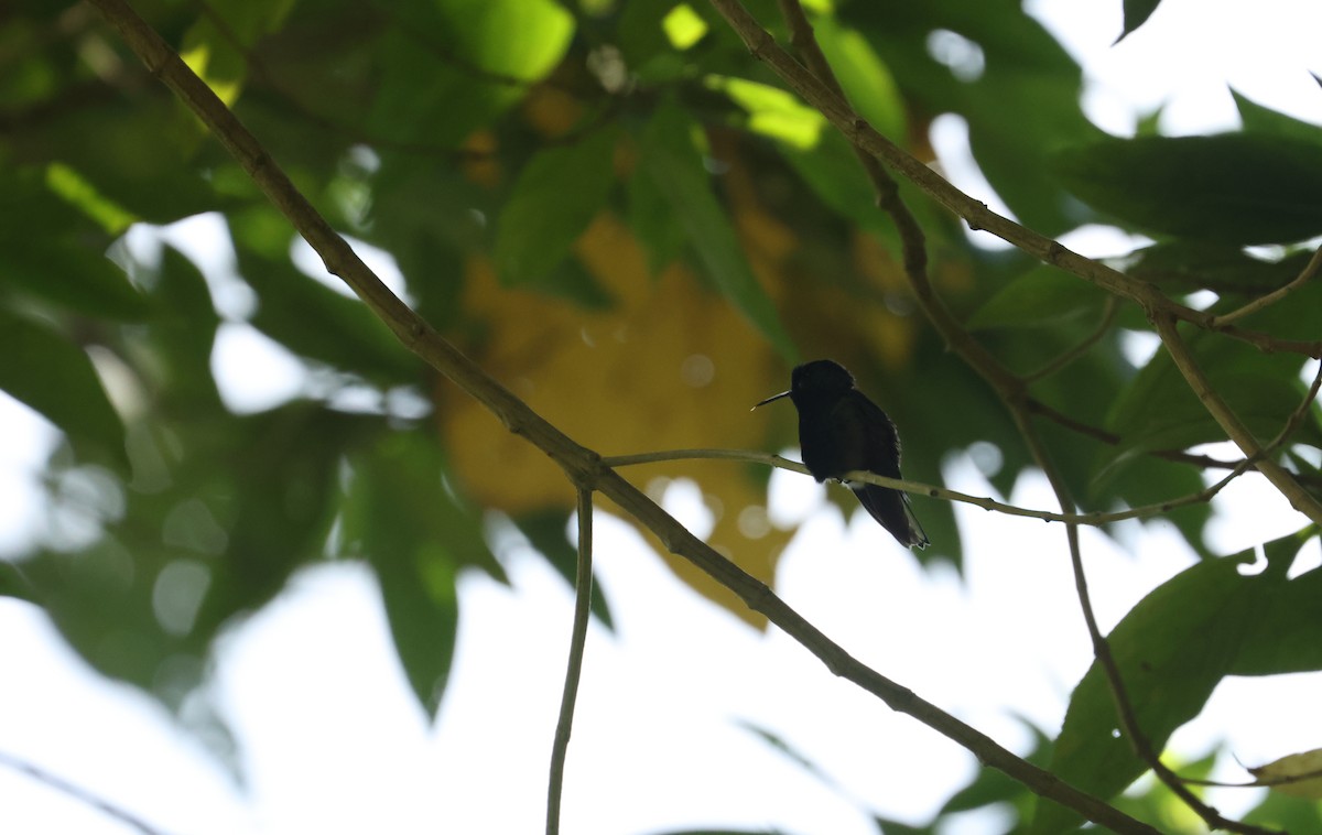 Black-bellied Hummingbird - ML641934088