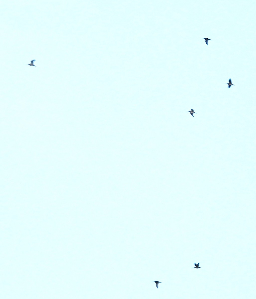 Common Snipe - ML641934093