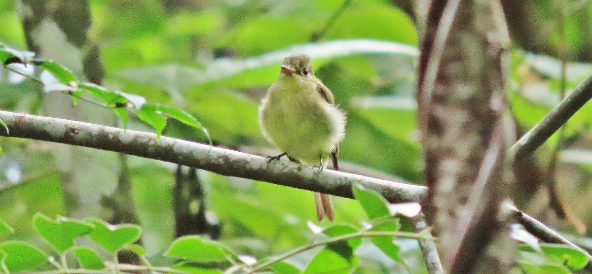 Yellow-bellied Flycatcher - ML641934094