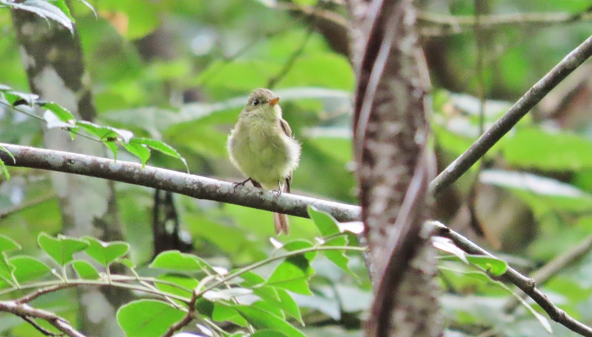 Yellow-bellied Flycatcher - ML641934096