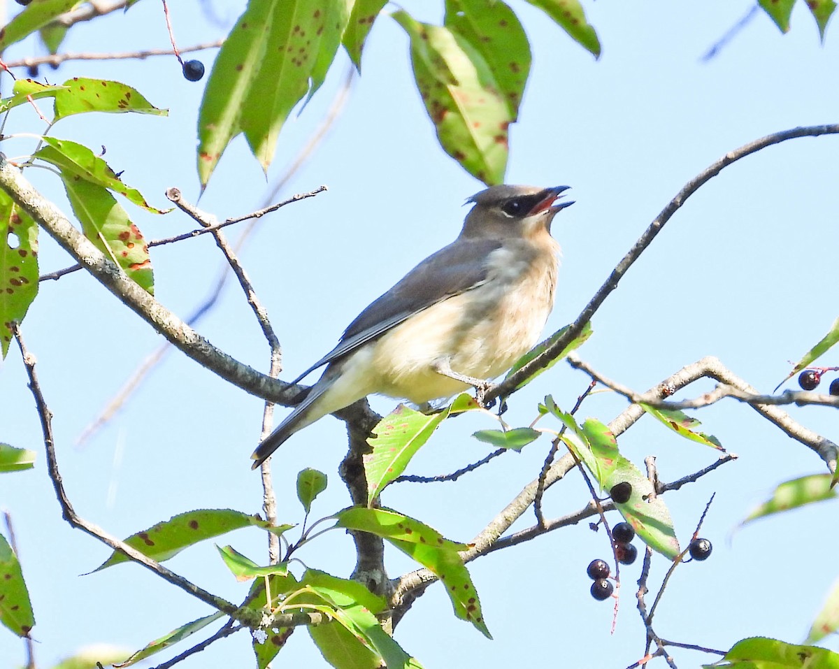 Cedar Waxwing - ML641934100