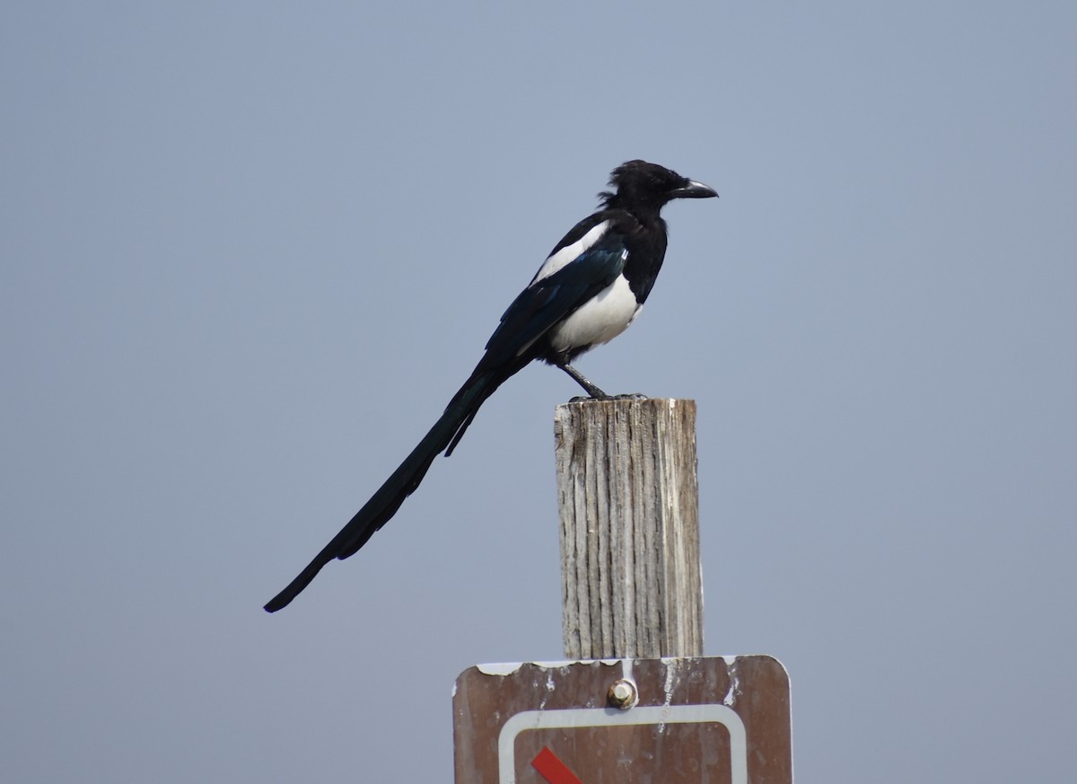 Black-billed Magpie - ML641934104