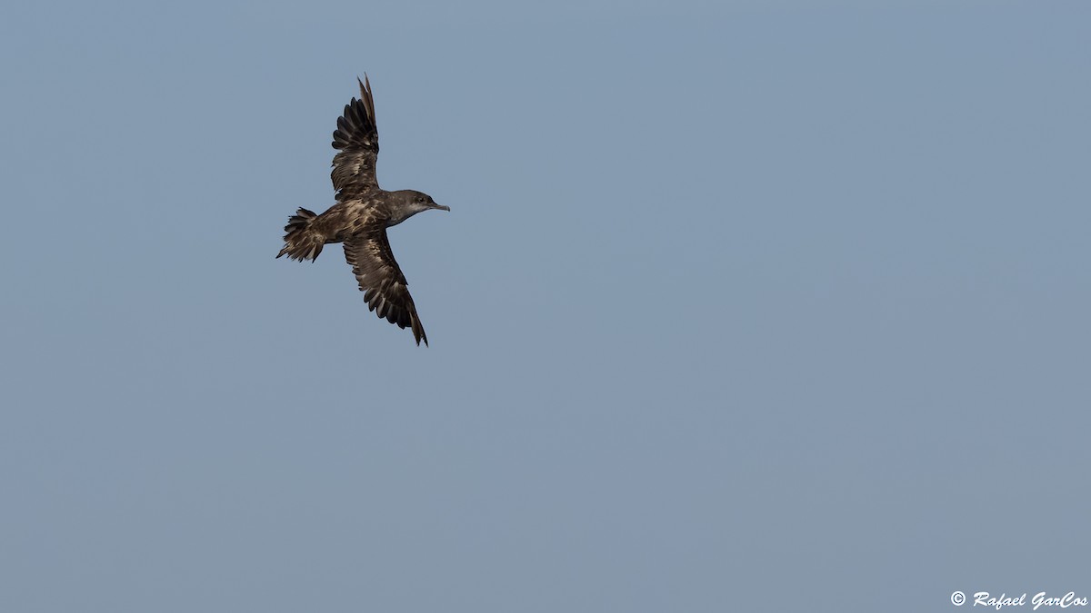 Balearic Shearwater - ML641934114