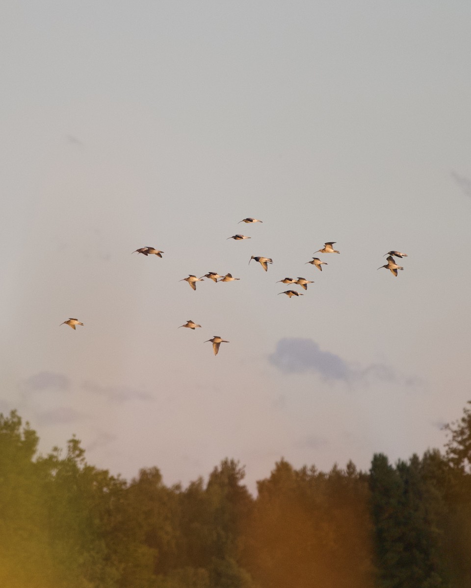 Eurasian Curlew - ML641934162