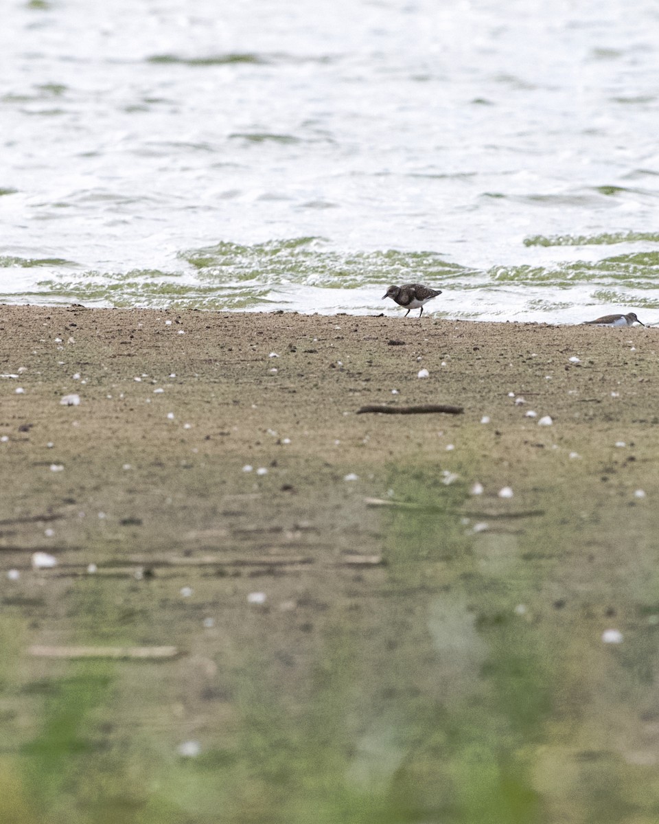 Ruddy Turnstone - ML641934176