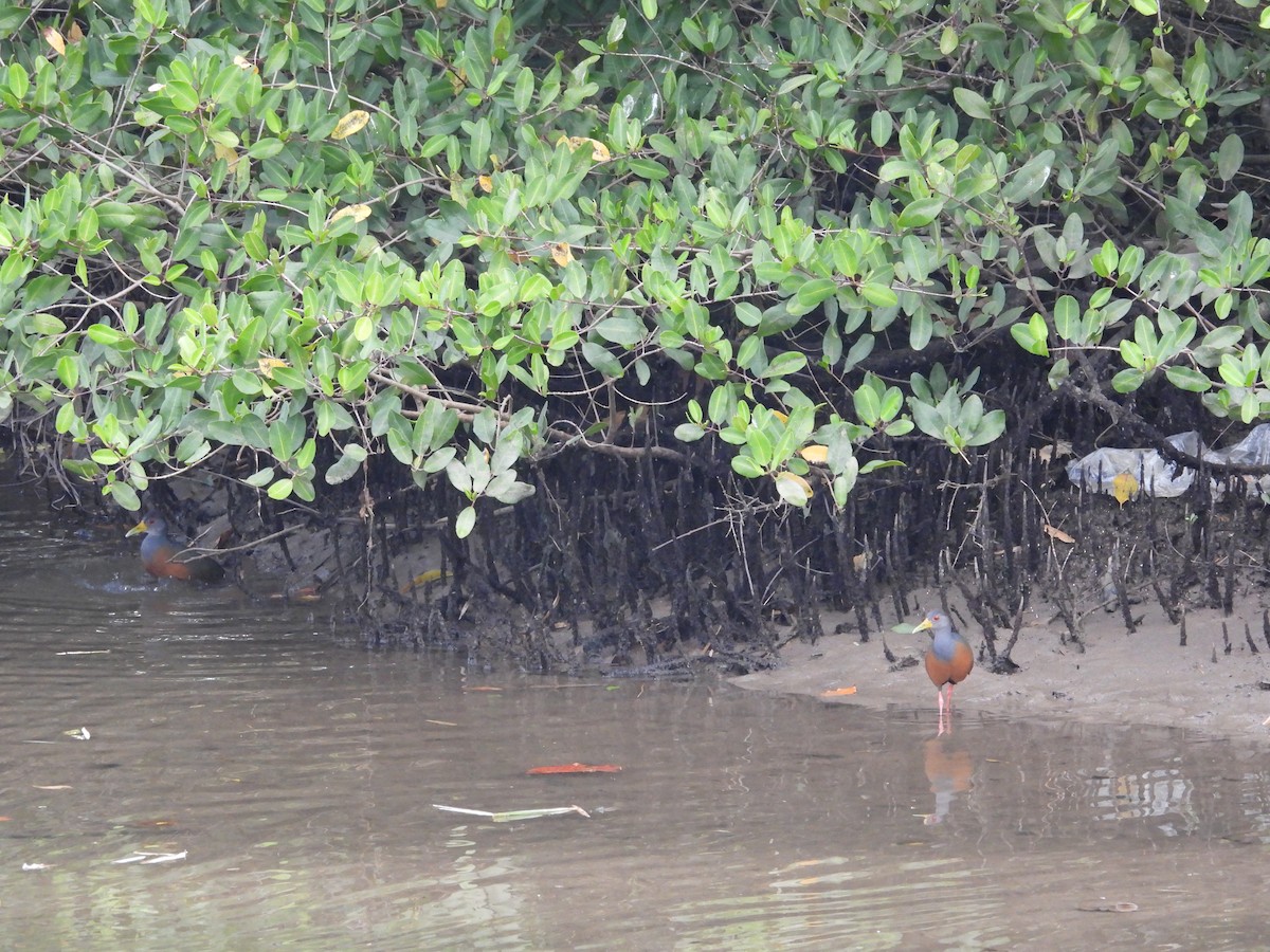Gray-cowled Wood-Rail - ML641934193