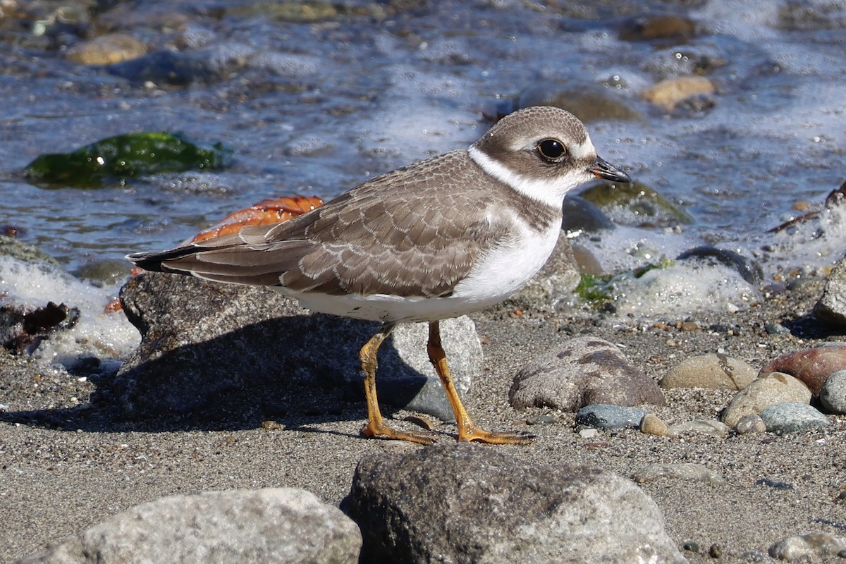 Semipalmated Plover - ML641934213