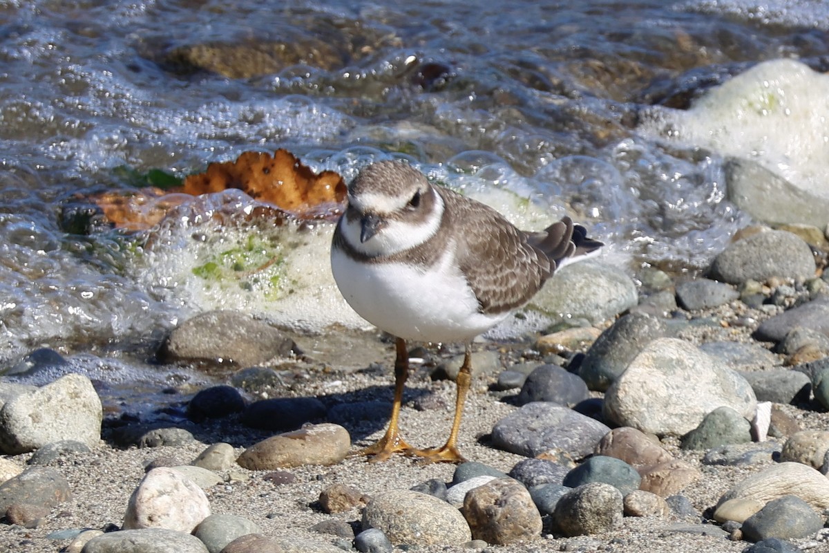 Semipalmated Plover - ML641934214
