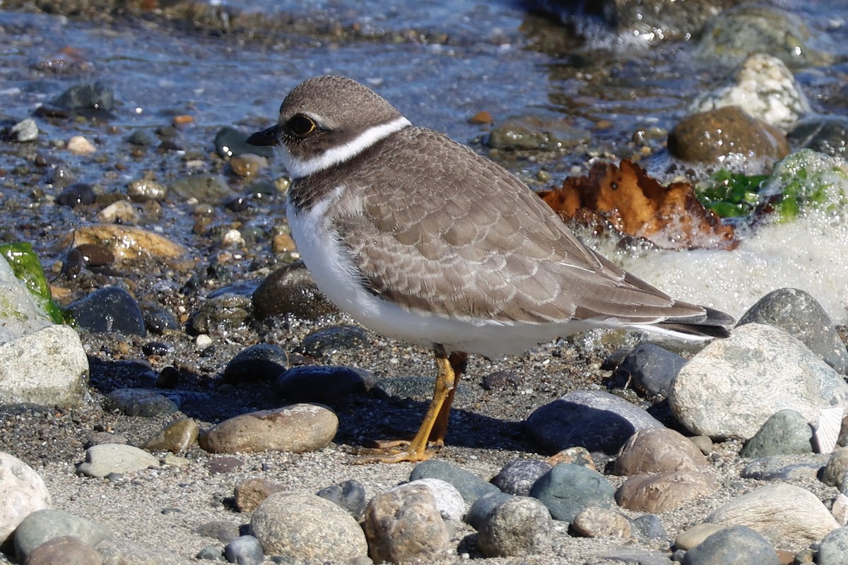 Semipalmated Plover - ML641934215