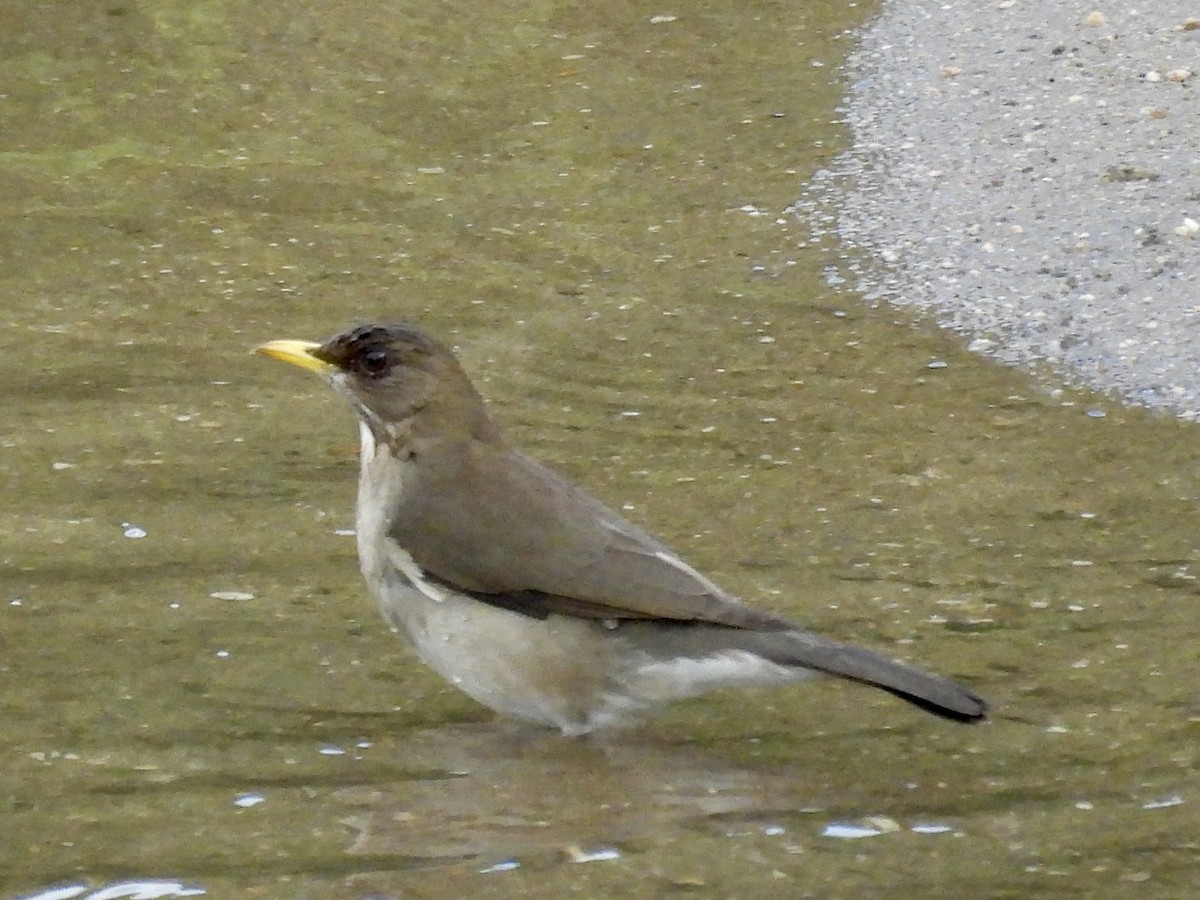 Creamy-bellied Thrush - ML641934221