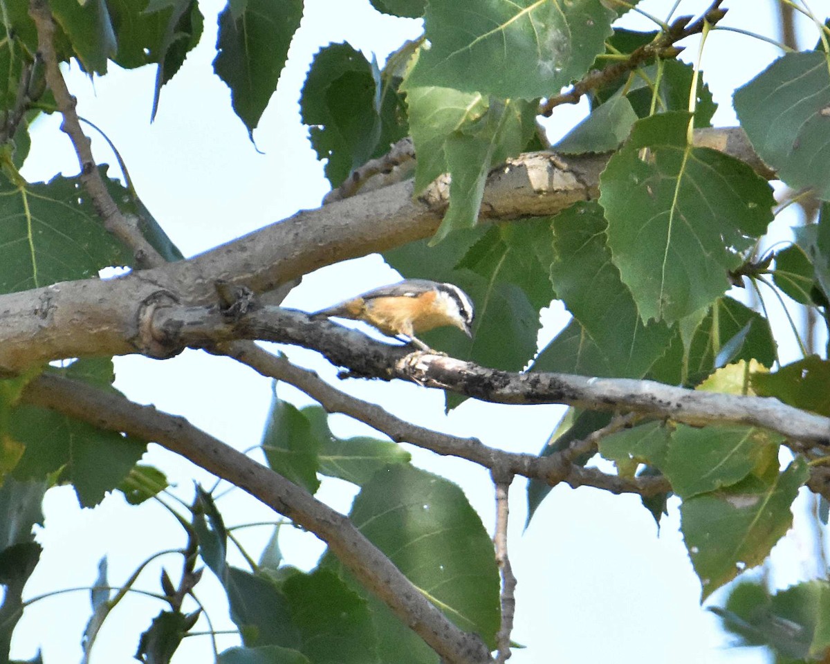 Red-breasted Nuthatch - ML641934236