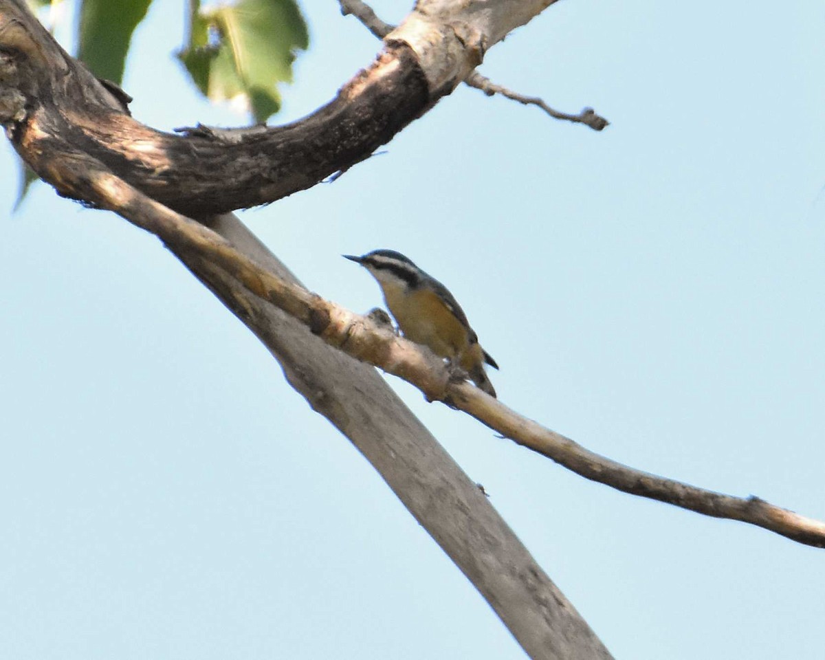 Red-breasted Nuthatch - ML641934238