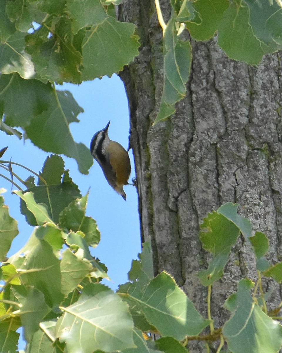 Red-breasted Nuthatch - ML641934239