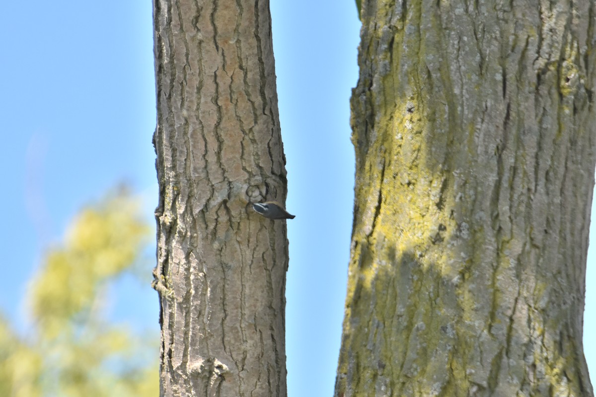 Red-breasted Nuthatch - ML641934241