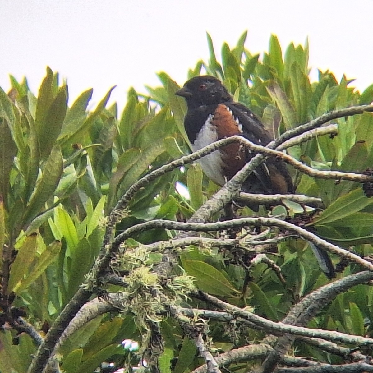 Spotted Towhee - ML641934252