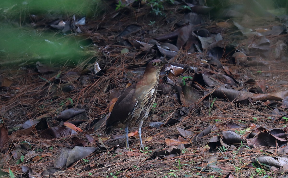 Japanese Night Heron - ML641934253