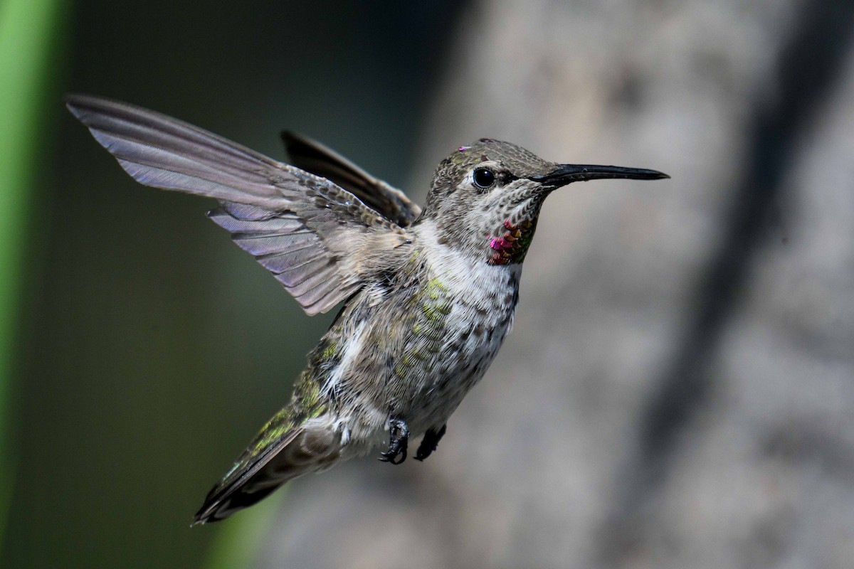Anna's Hummingbird - ML641934266
