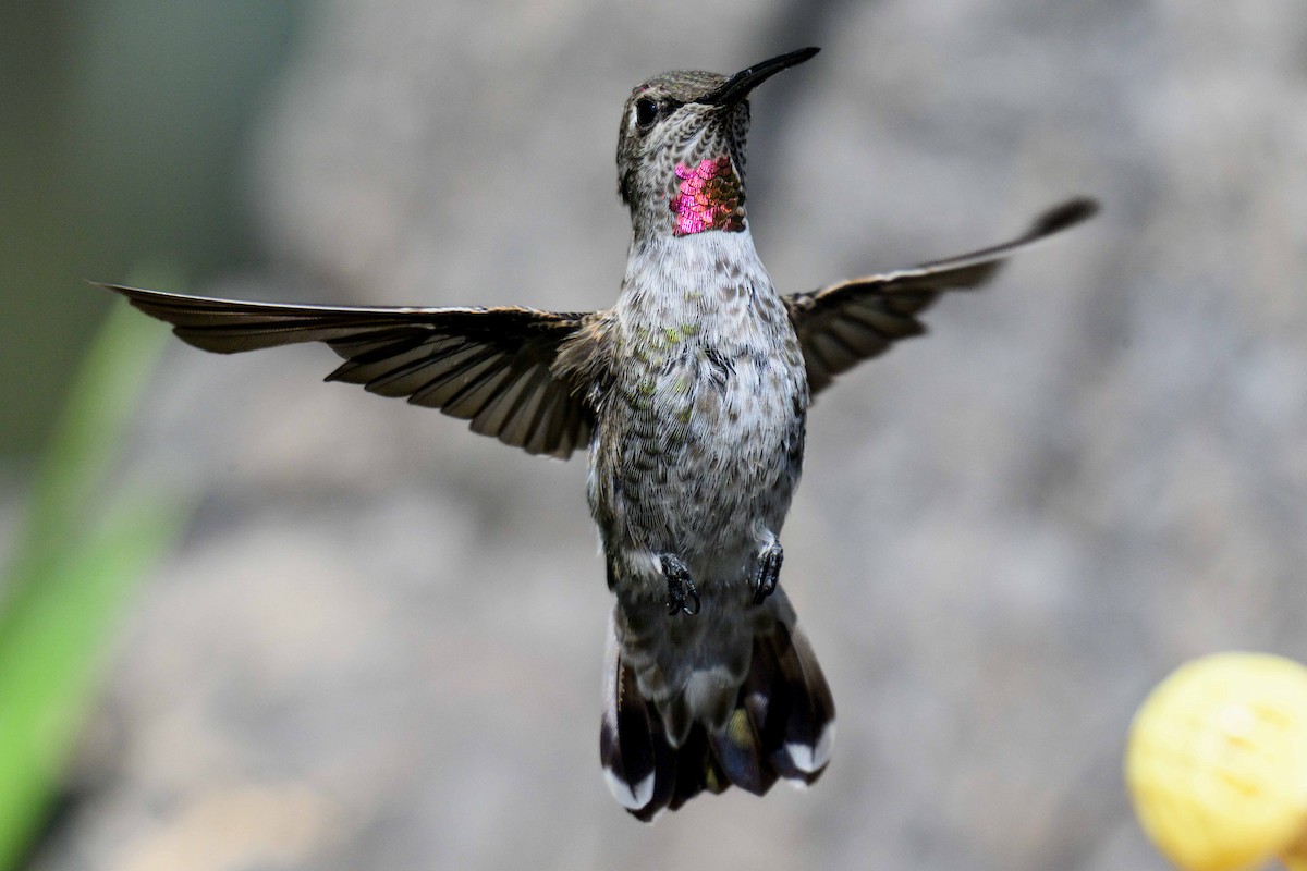Anna's Hummingbird - ML641934267
