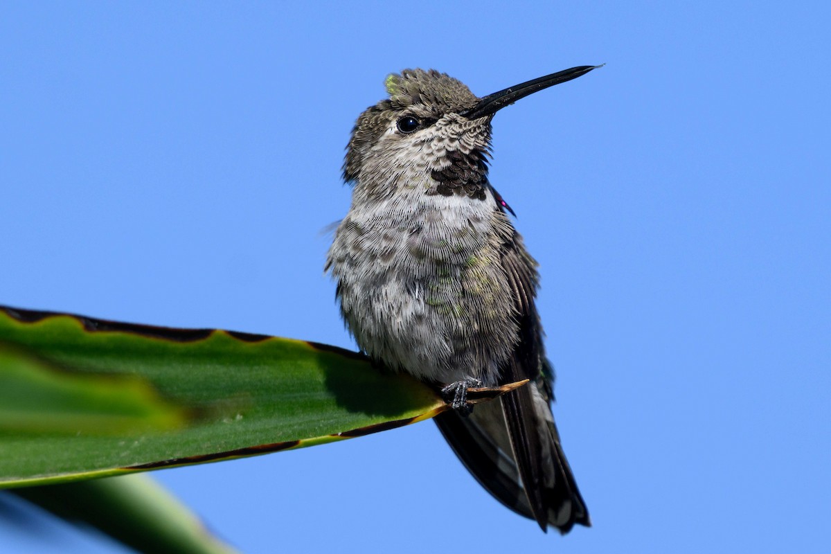 Anna's Hummingbird - ML641934268