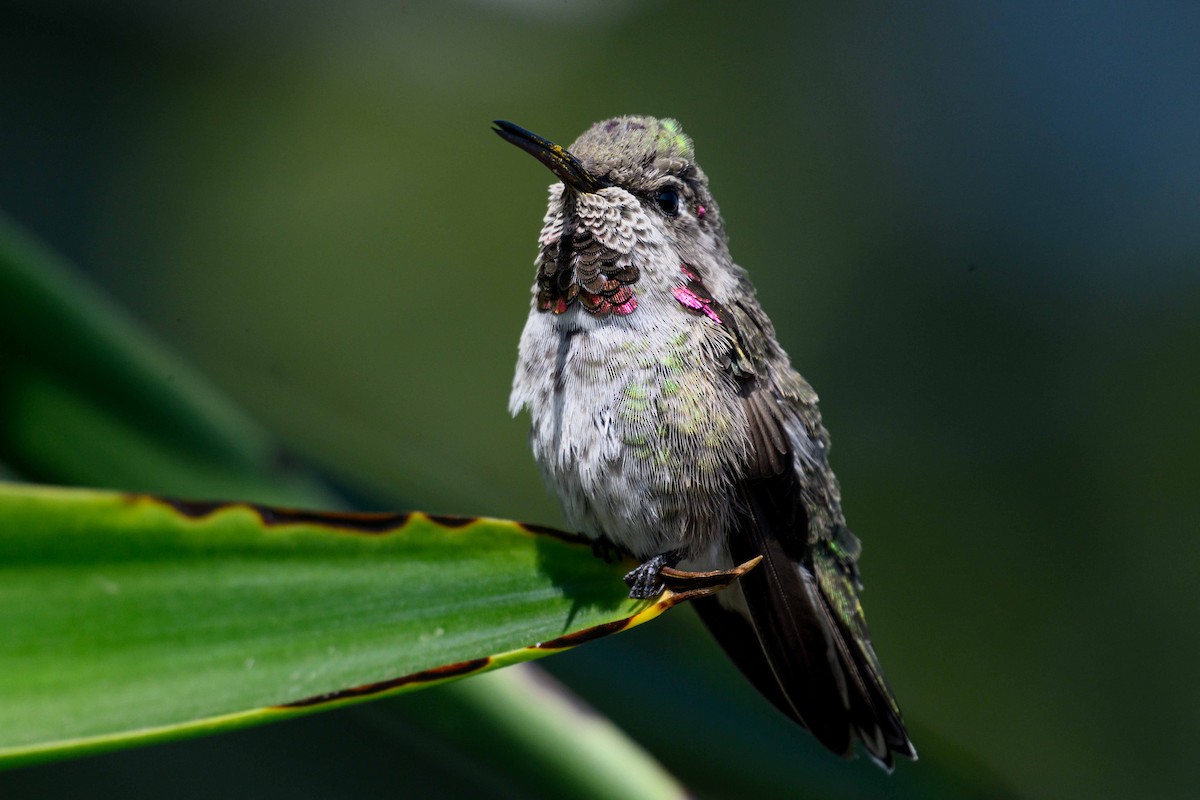 Anna's Hummingbird - ML641934269