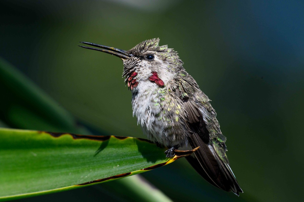 Anna's Hummingbird - ML641934270