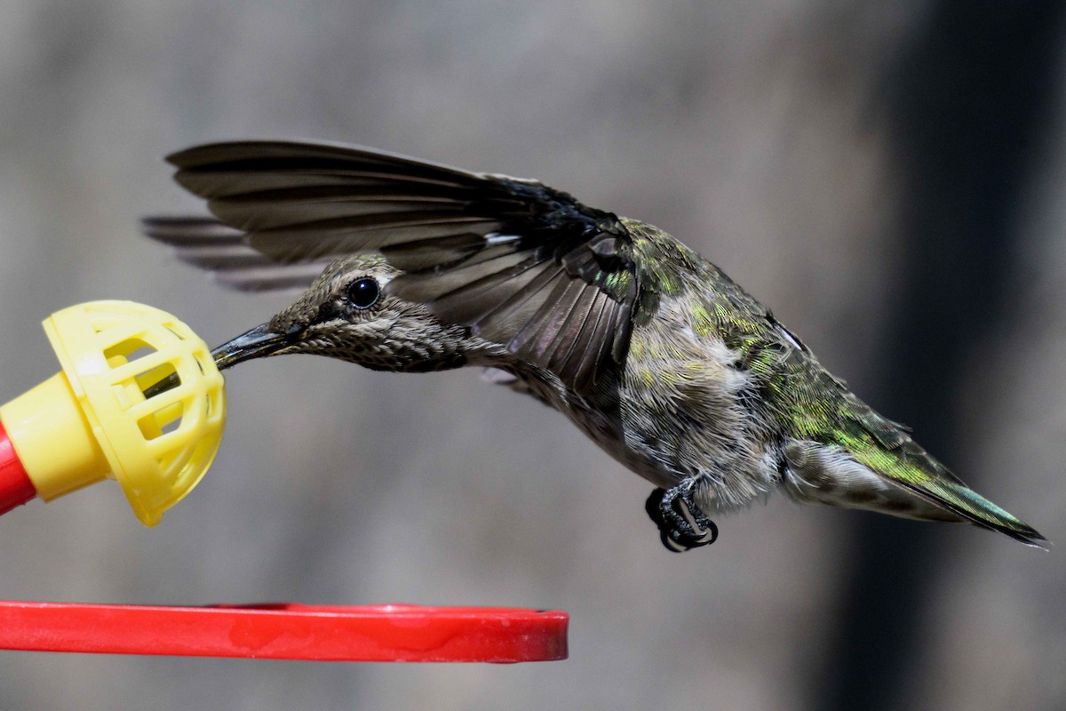 Anna's Hummingbird - ML641934271