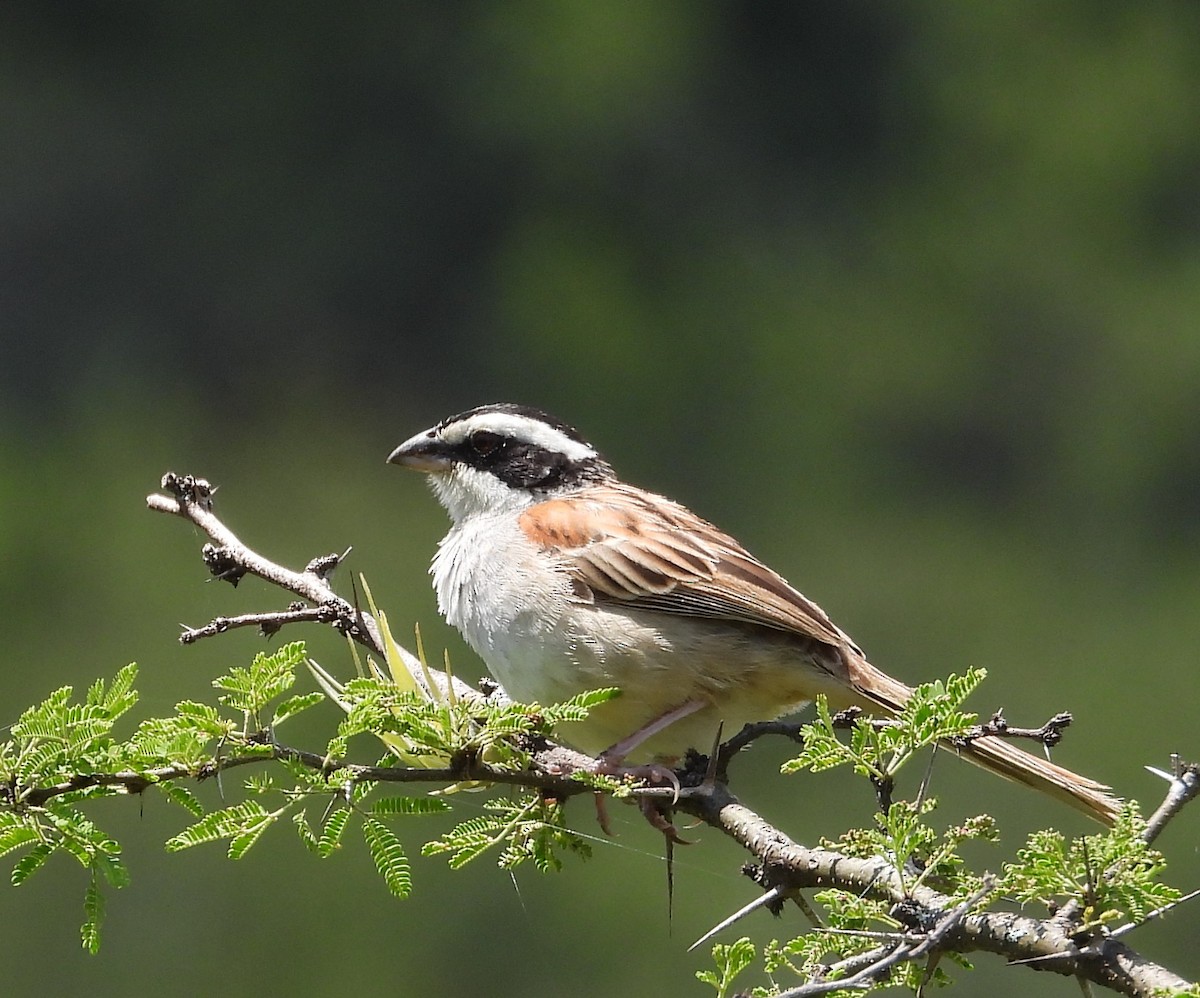 Stripe-headed Sparrow - ML641934272