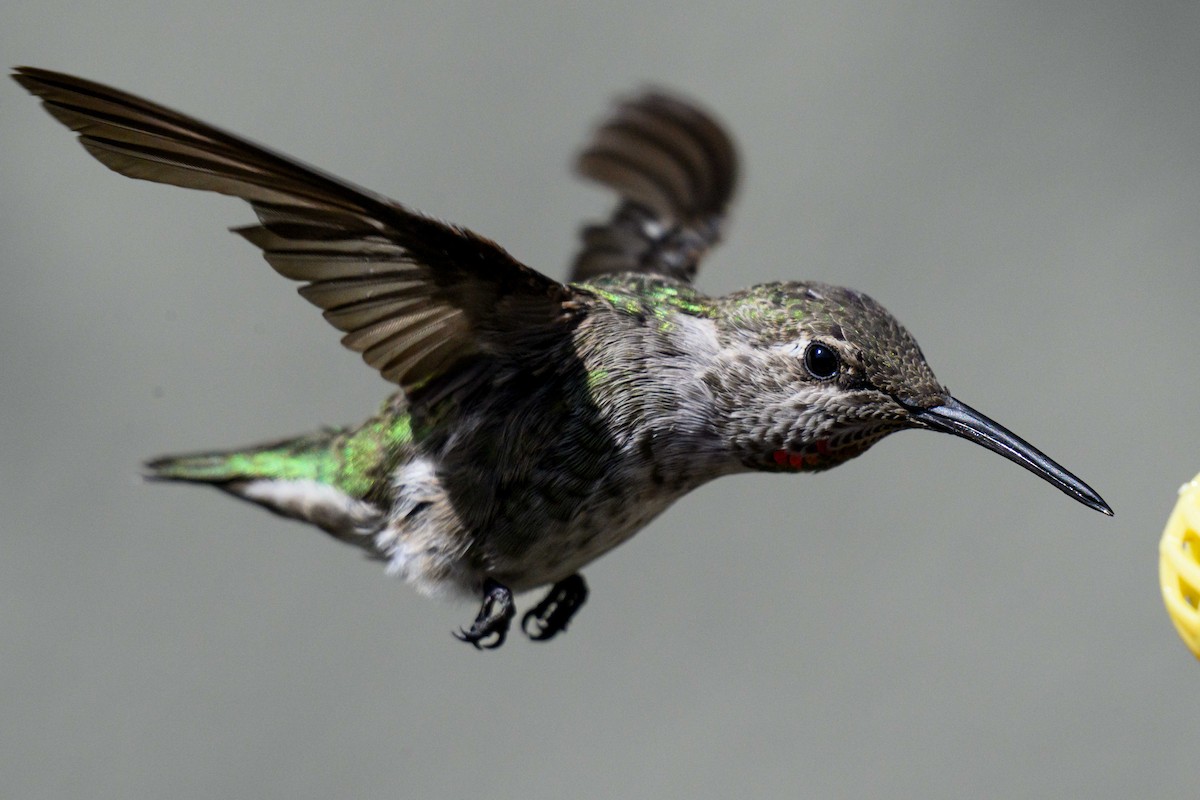 Anna's Hummingbird - ML641934273