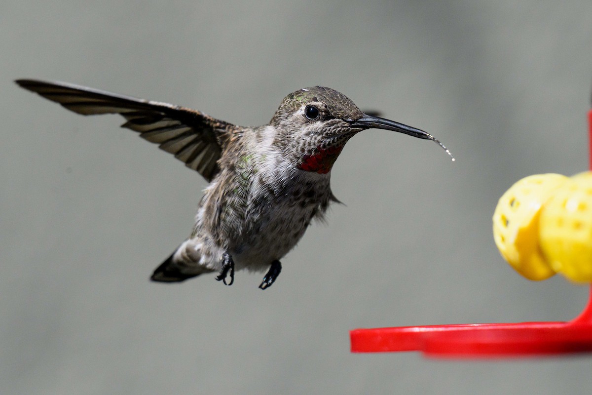 Anna's Hummingbird - ML641934274