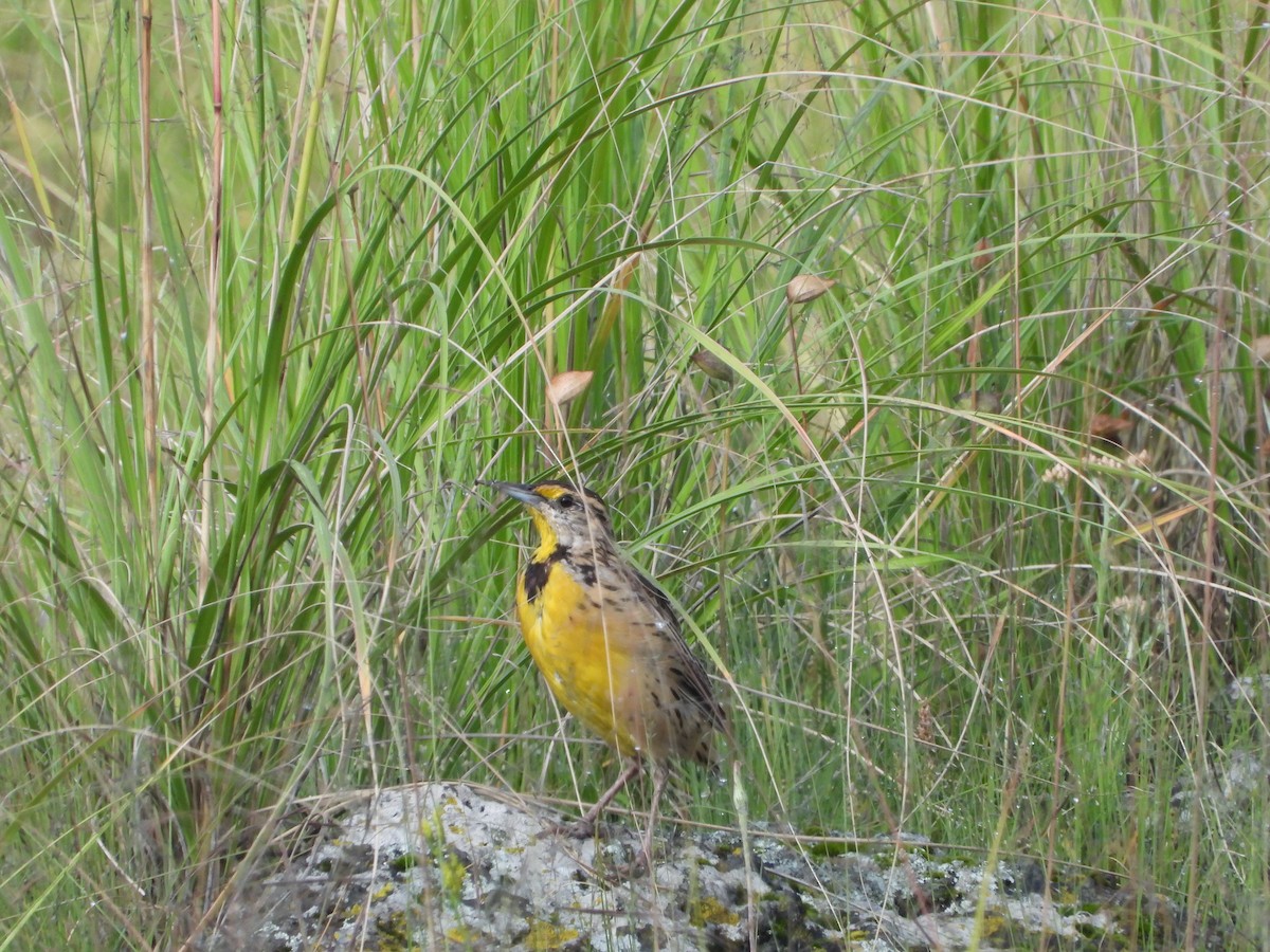 Chihuahuan Meadowlark - ML641934287