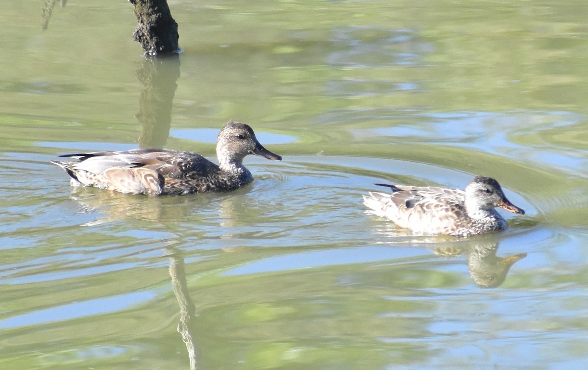 Gadwall - ML641934305