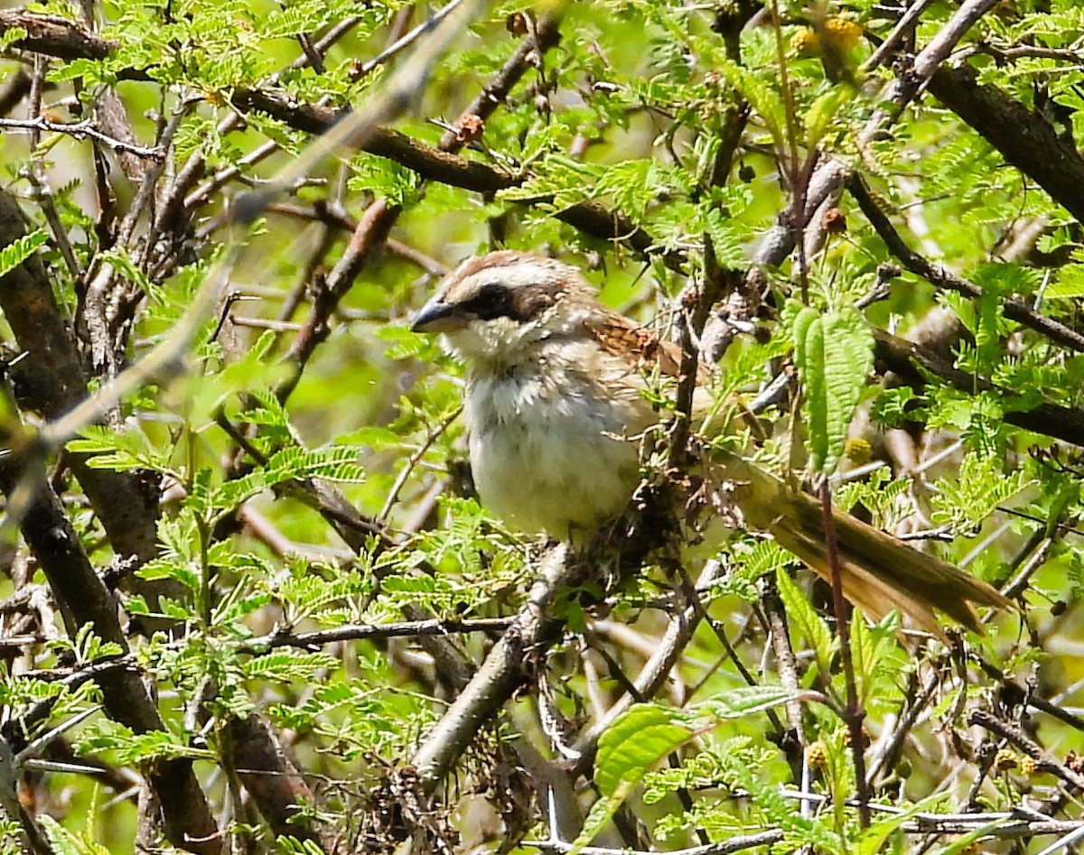 Stripe-headed Sparrow - ML641934309